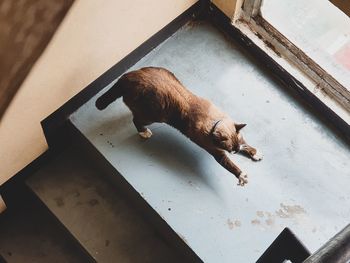 High angle view of cat sleeping