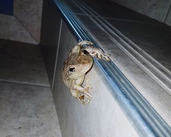 High angle view of lizard