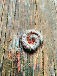 Close-up of snake on wood