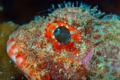 Close-up of fish underwater