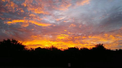 Silhouette of trees at sunset