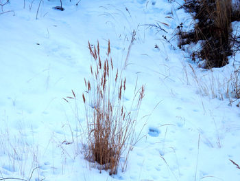 Frozen water in winter