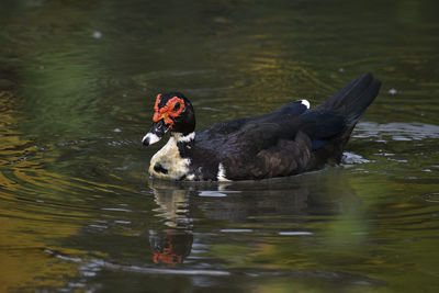 Ducks swimming in lake