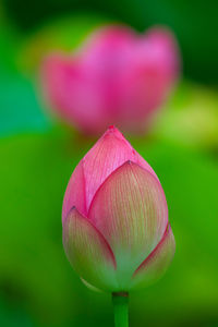 Close-up of pink lily