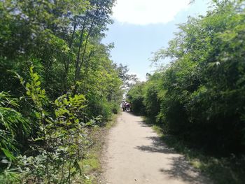 Rear view of people walking on road amidst trees