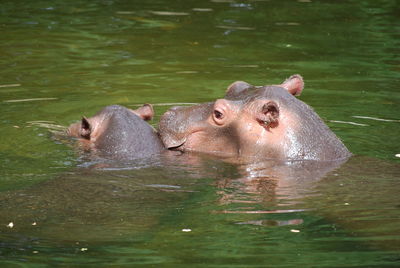 Close-up of hippopotamus swimming in lake