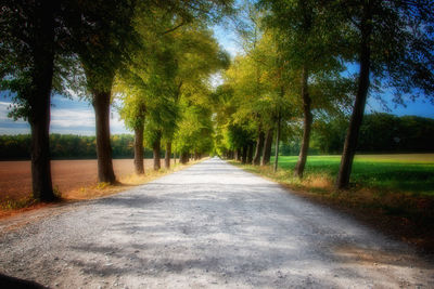 Road amidst trees