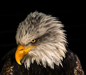 Close-up of eagle against black background