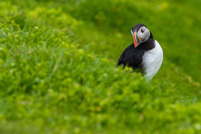 Close-up of a bird on field