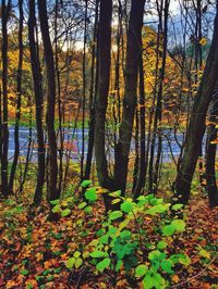 Trees in forest