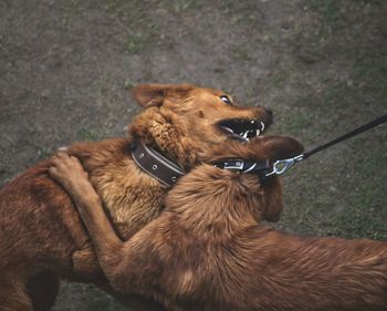 High angle view of dog on field