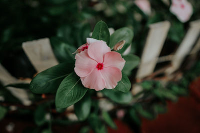 Close-up of pink flowering plant