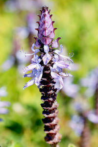 Close-up of insect on flower