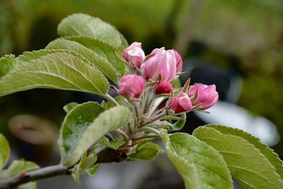 Close-up of pink flowering plant