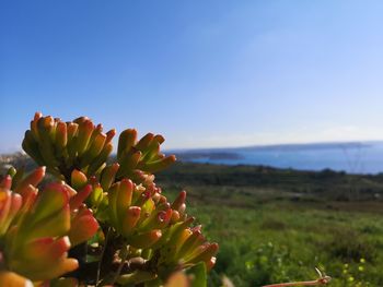 Close-up of flowering plant on land against sky