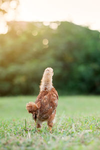 Young rhode island red free range chick looking away in a field at sunset