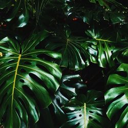 Full frame shot of leaves