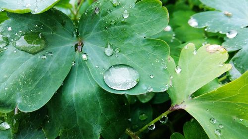 Close-up of water drops on leaf