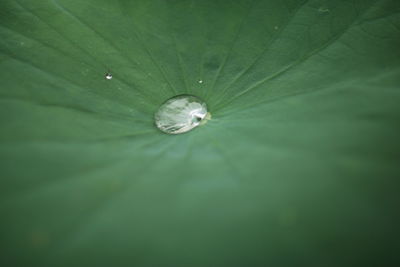 Full frame shot of water drops on leaf