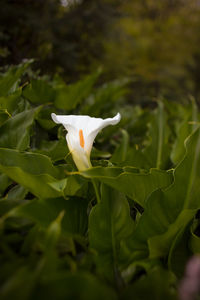 Close-up of white flowers blooming outdoors