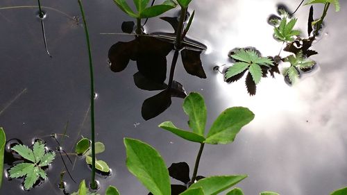 Close-up of plant against sky