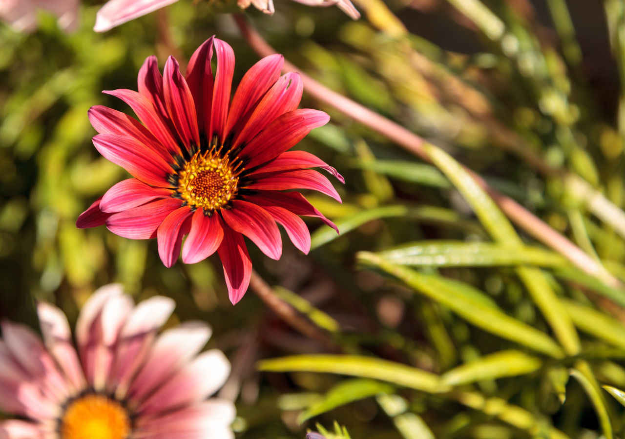 CLOSE-UP OF GERBERA DAISY