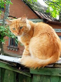 Full length of a cat sitting on wood