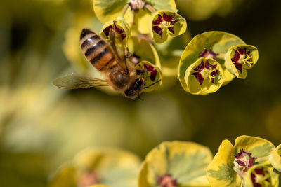 Close-up of bee pollinating on flower