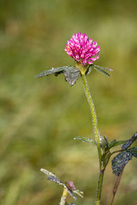 Close-up of purple flowering plant