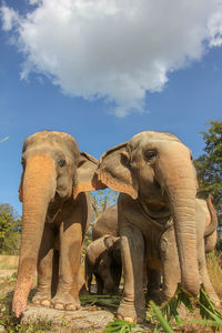 Elephant on field against sky