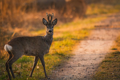 Deer standing on field