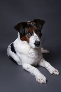 Portrait of dog resting against black background
