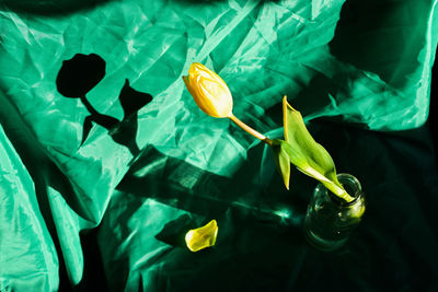 High angle view of leaves floating on water