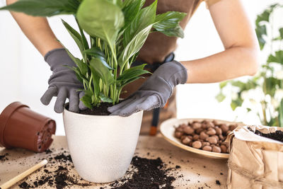 Close up of female gardener hands presses earth in pot with spathiphyllum