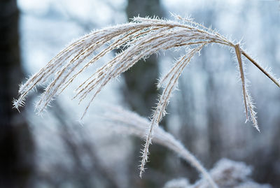 Close-up of frozen plant on field