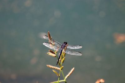 Close-up of dragonfly on plant