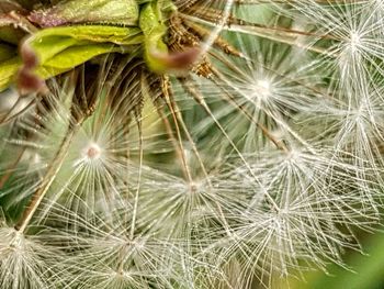 Close-up of flower plant