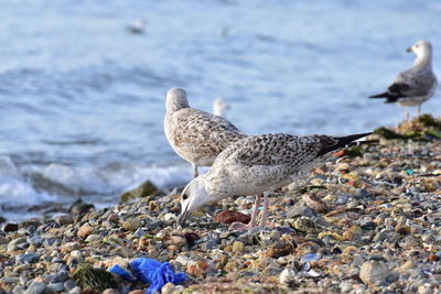 Seagull perching on rock at beach