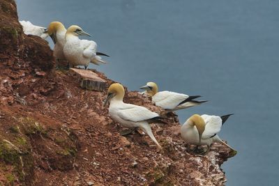 Birds perching on a branch