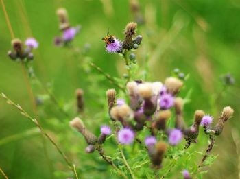 Close-up of insect on flower