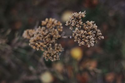 Close-up of snow on plant