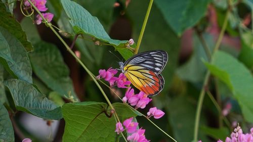 Close-up of butterfly pollinating on pink flower