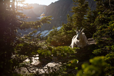 White horse in a forest