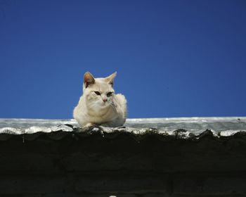 Cat sitting on roof