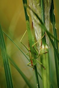 Close-up of insect on leaf