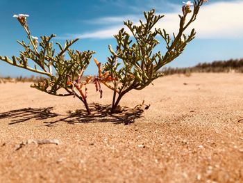 Plant growing on sand at beach against sky