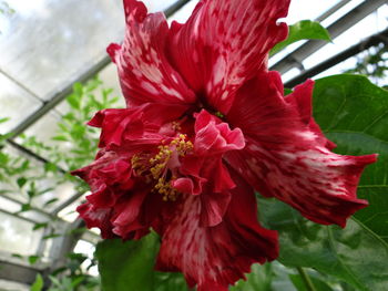 Close-up of red flowers