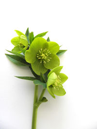 Close-up of plant against white background