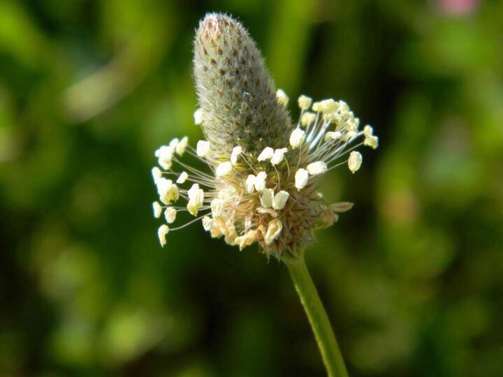 flower, freshness, fragility, growth, flower head, petal, focus on foreground, beauty in nature, close-up, white color, nature, blooming, pollen, in bloom, stamen, blossom, plant, stem, selective focus, springtime