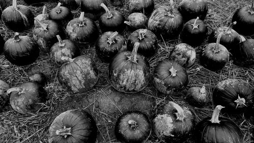 High angle view of pumpkins on field